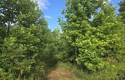 Tract 1 Grassy Knob Road, Robbins, TN 37852