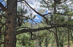 67 Big Pine Trail, Durango, CO 81301