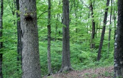 Lot 14 The Village at Laurelwood, Nancy, KY 42544