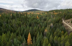 TBD SCHLEGEL RANCH LOT 12 RD, IONE, WA 99139