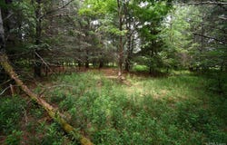 TBD-9.5 ac Saint Nicholas, Rock, MI 49880
