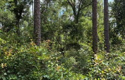 LOT66 PEACOCK HIDEAWAY, Live Oak, FL 32060
