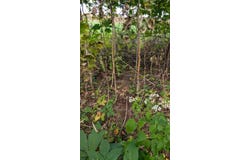 Pricer Ridge Rd, South Salem, OH 45681