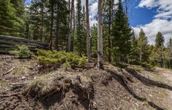 Clear Creek Estates lot: 14, Panguitch, UT 84759