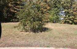 Wild Turkey Road, West Plains, MO 65775