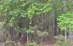 Blk12Lot124-128 Grand Isle Drive, Fairfield Bay, AR 72088