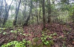 Lot 111 Bear Den Trl, Grandview, TN 37337