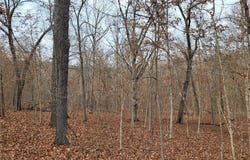 Dunn Drive, Edwards, MO 65326