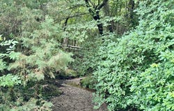 Ebb Mack Road, Saluda, SC 29138-0000