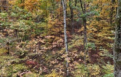 000 Lower River Road NW, Georgetown, TN 37336