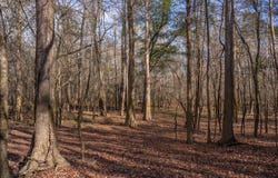 0 Hwy 98, Mclain, MS 39456
