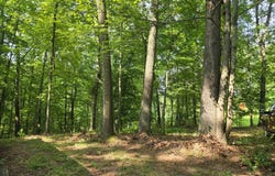 0 Klondike Rd, Middlebourne, WV 26149