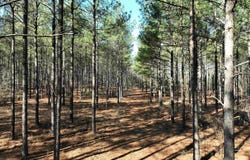 Salley Road, Salley, SC 29137