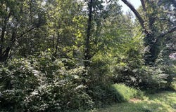 Virginia St, PARIS, TN 38242