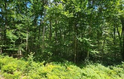 Lot 23.23 Perry Pond Road, Tusten, NY 12764