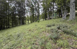 Fawn Lane, Buckhannon, WV 26201