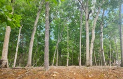 Lot 6 Sunny Cove DR, Moneta, VA 24121