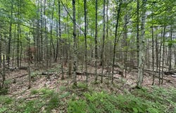 2.3AC BLACK FOREST RD, Presque Isle, WI 54557