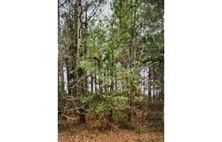 60 Olin Goode Drive, Sumter, SC 29153
