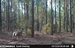 19.43 Big Rocks Rd, Antlers, OK 74523