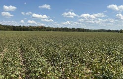792 CR 351, GREENWOOD, MS 38930