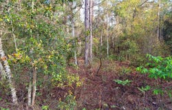6208 HUNTER Avenue, Keystone Heights, FL 32656