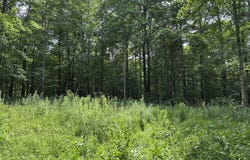 Molly Road, Crawley, WV 24931