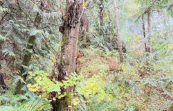 1 West Alder Drive, Sedro Woolley, WA 98284
