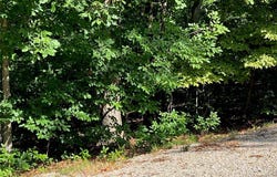 Bluewater Ct., Lake Ozark, MO 65049