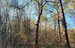 PID# 36299 County Road 828, Vidor, TX 77662