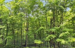 65 Bee Tree Lane, Mars Hill, NC 28754