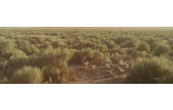 Eucalyptus Street, Montello, NV 89830