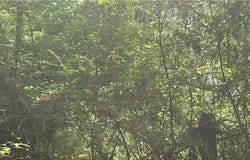 29 Azalea Loop, Pittsview, AL 36871