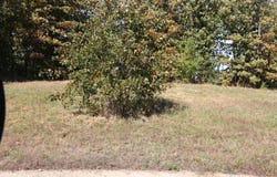 Wild Turkey Road, West Plains, MO 65775