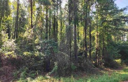 0 Lowery Rd, Atmore, AL 36502