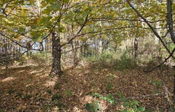 BLACK WALNUT Road, COMMODORE, PA 15729