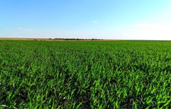 TBD West Road, Rozel, KS 67574