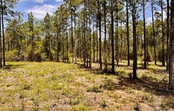 Lot 97 Turning Leaf Rd, North Pace, FL 32571