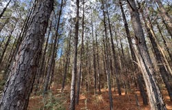 0 Sneed Rd., Florien, LA 71429