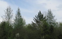 TBD Dunham Road, Marenisco, MI 49947