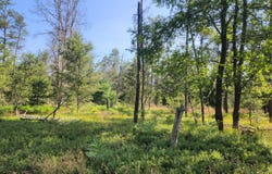 Vl W HB Road (Trail 6545), Baldwin, MI 49304