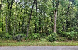Tbd NE 12TH STREET, WILLISTON, FL 32696