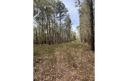 0 Palm Street, Reevesville, SC 29471
