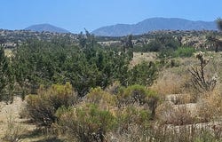 Avenue X / 136th St E, Pearblossom, CA 93553