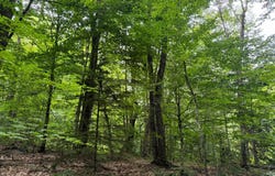 70 Fox Brook Rd, Redfield, NY 13437
