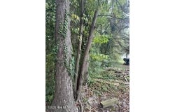 Wyanoke Avenue, Bath, NC 27808