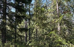 Castle Lake Rd, Shasta Lake, CA 96067