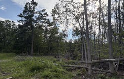 Mount Jack Road, Elmira, MI 49730