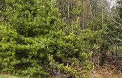 LOT 19 CUSHMAN COURT LOT #19, WILLIAMSBURG, MI 49690