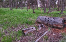 289 Seclusion Point, Seeley Lake, MT 59868